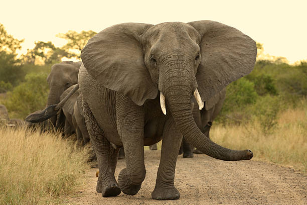 Elephant d'Asie